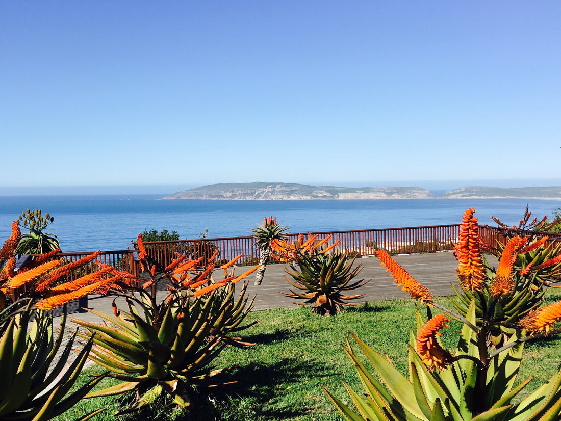 When is the Best Time to Visit Plettenberg Bay?