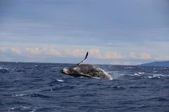 Walbeobachtung in Plettenberg Bay