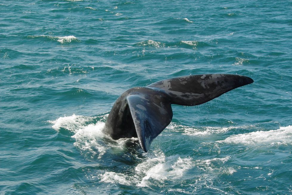 Whale Watching and Accommodation Special